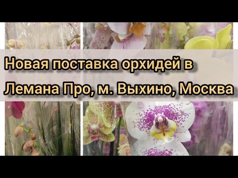 Видео: Новый завоз орхидей в Лемана Про, м. Выхино, Москва#обзор#цветы#original#plants#орхидеи