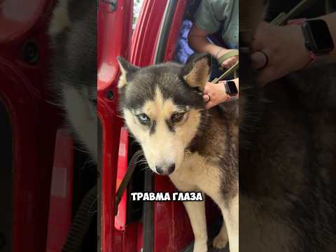 Видео: Наши новые ребята из Ахтубинска 💛 ТГ: Хвостатый Дом #приют #спасение #приютдлясобак