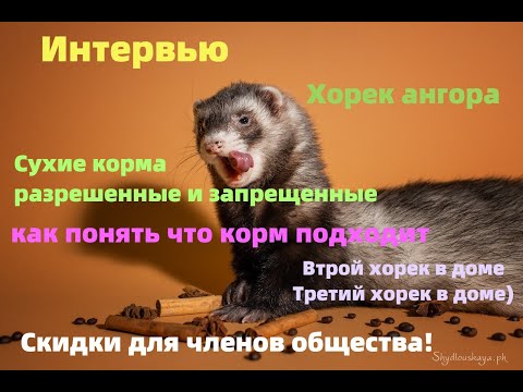 Видео: Сухие корма для хорьков/разрешённые, запрещённые/ Интервью/Три хорька в доме!