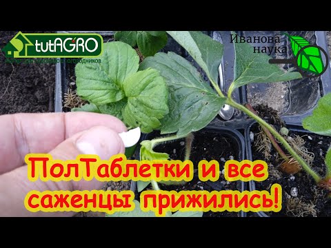 Видео: ДОБАВЬТЕ В ЛУНКУ ЭТО СРЕДСТВО И ВСЕ САЖЕНЦЫ ПРИЖИВУТСЯ!!! Копеечное аптечное лекарство для сада.