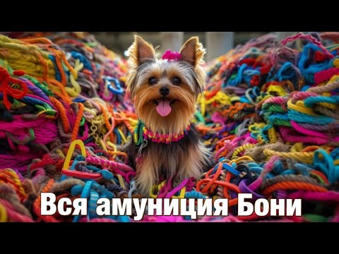 Видео: Вся амуниция моей собаки / Рулетки / Поводки / Шлейки / Ошейники / Ринговки / Адресники / Намордники