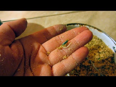 Видео: Проращивание семян в опилках