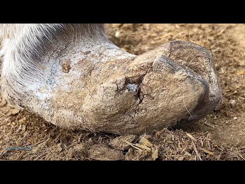 Видео: Спасите этого осла-инвалида, хозяин проигнорировал его и не может ходить!