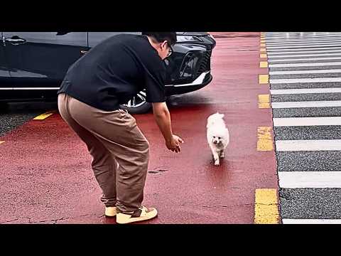 Видео: В тот день я поднял с дороги раненую собаку, не зная, что спасаю две жизни.