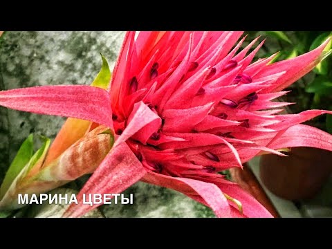 Видео: Эхмея удивит это мир . Выращивание и секрет цветения
