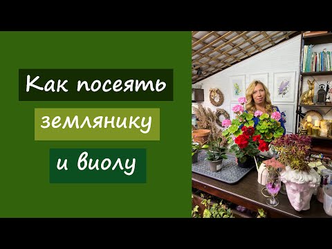 Видео: Как посеять землянику и виолу