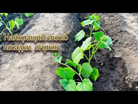 Видео: Найкращий спосіб посадки огірків
