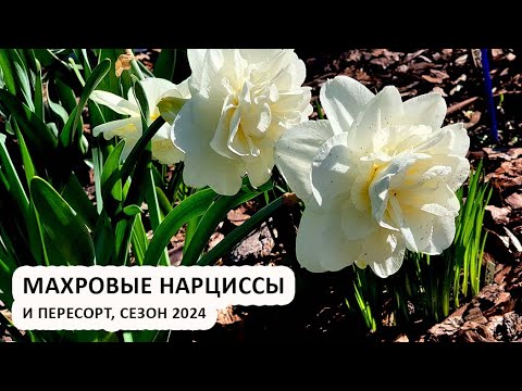 Видео: Махровые нарциссы, весна 2024 | Пересорт | Обзор сортов махровых нарциссов