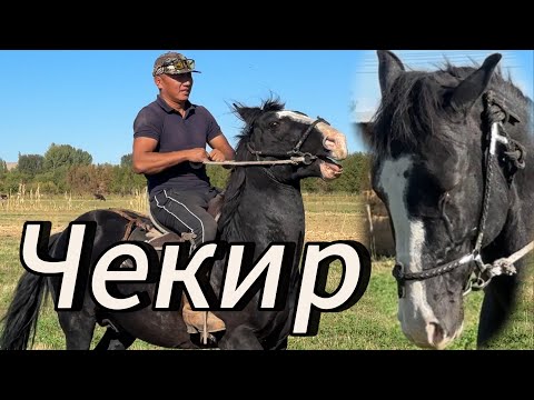 Видео: Оскон Акеден чекир чыкты далили жетиштуу болду