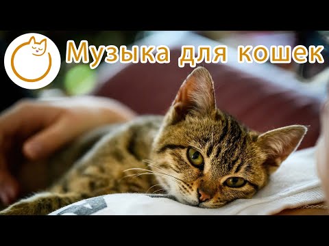 Видео: Расслабляющая музыка для кошек - успокаивающая музыка, которая БЫСТРО успокаивает вашу кошку!