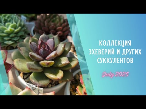 Видео: Моя коллекция растений #5 🌱 Эхеверии и их гибриды