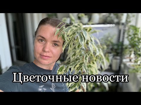 Видео: Цветочные новости | фикусы | сентябрь