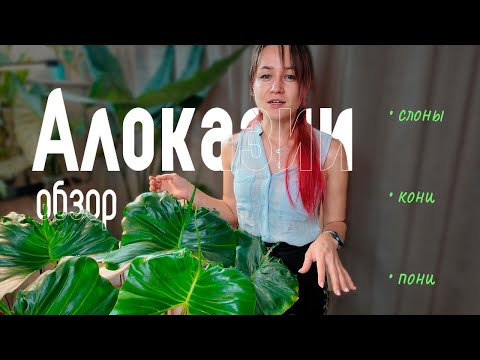 Видео: Мои АЛОКАЗИИ / обзор сортов → слоны, кони и пони