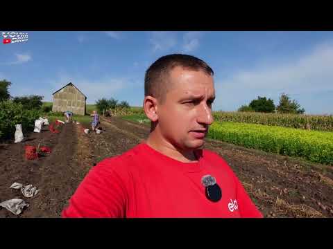 Видео: Все буде🇺🇦 УРОЖАЙ ПО СОРТАХ❗️ЕКШН  на ТУРБОмотоблоці Робимо КАРТИНКУ, сіємо сидерати❗️