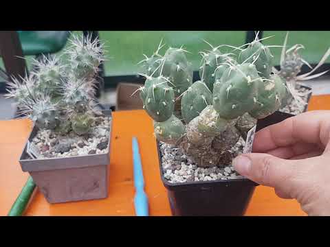 Видео: Любимый кактус сына.Тефрокактусы,опунция.Tephrocactus.360