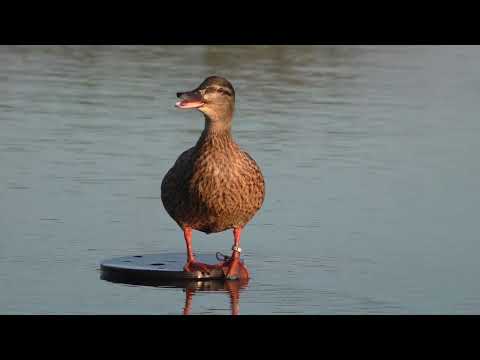Видео: ОХОТА С ПОДСАДНОЙ УТКОЙ. КЛАССИКА СТОЛЕТИЙ...