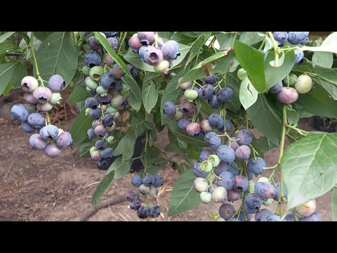 Видео: Сорта голубики,  которые меня огорчили.