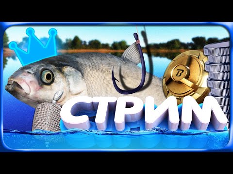 Видео: РР4 СТРИМ • Проверяем клёв тухлых КОИ на Медном озере!