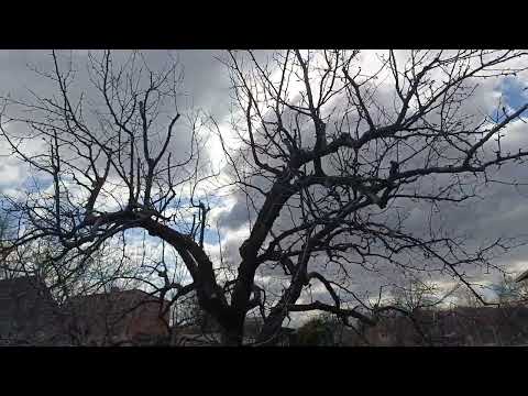 Видео: Как понижать крону дерева, чтобы минимизировать рост волчков