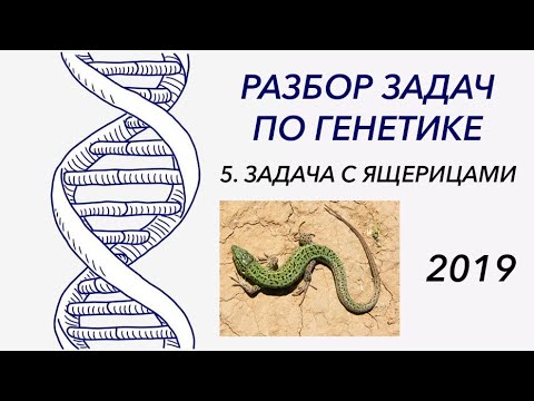 Видео: Разбор задачи по генетике 2019 года - ЦТ, ЕГЭ, ЗНО.