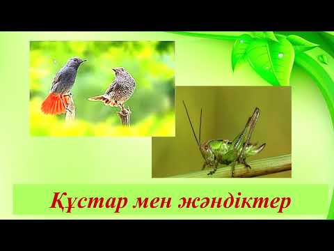 Видео: Құстар мен жәндіктер 4 сынып