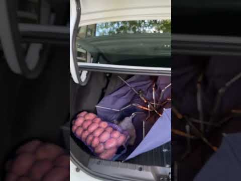 Видео: Лада Веста NG , решение с грохотом супортов