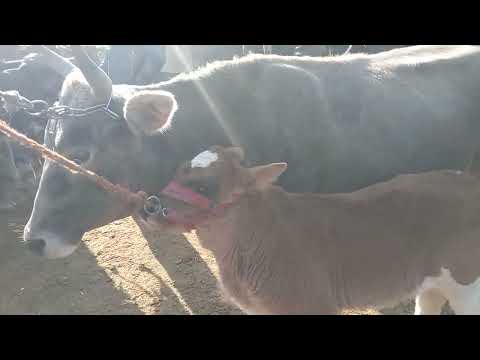 Видео: Молбозори Ҳочи Шариф Ш. Бохтар 31.10.2025