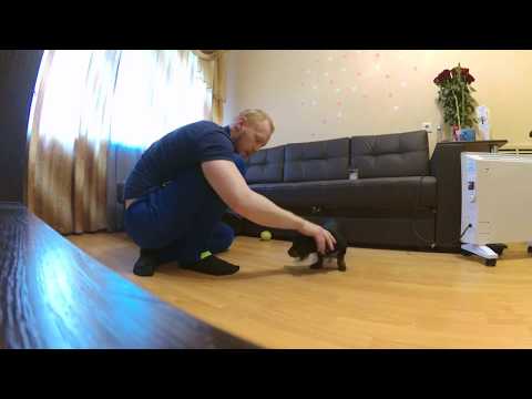 Видео: Дрессировка таксы - сидеть,лежать,дай лапу