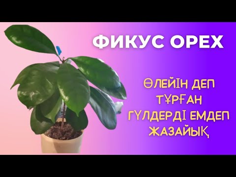 Видео: Гүлдерді аман алып қалудың жолдары.Фикус орехтың күтімі.Үй гүлдерін отырғызу.