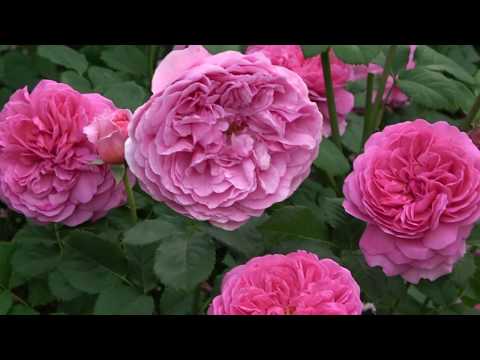 Видео: Лучшие сорта роз. Романтичные и выносливые!