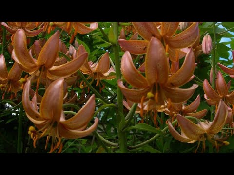 Видео: Мартагоны