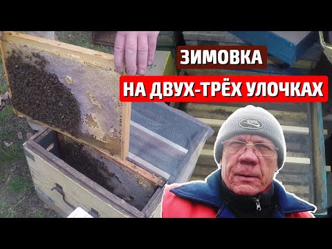 Видео: Зимовка через перегородку слабых отводков. Зимовка пчел.
