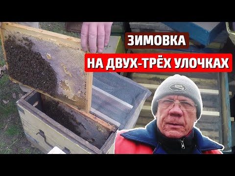 Видео: Зимовка через перегородку слабых отводков Зимовка пчел