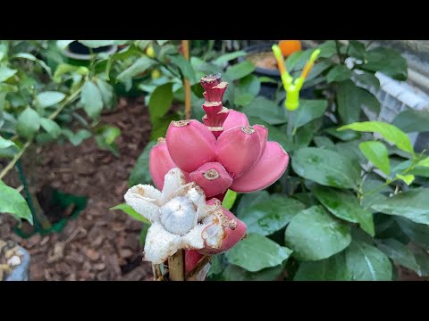 Видео: Банан розовый Musa velutina