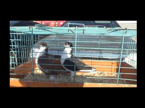 Видео: ПТИЧИЙ РЫНОК  УФА  30 АПРЕЛЯ 2023 г