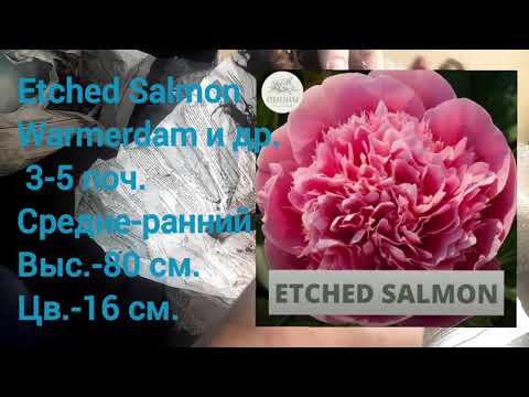 Видео: Посылка от Александра Жукова 2022 ("Пионы под Питером") Распаковка!