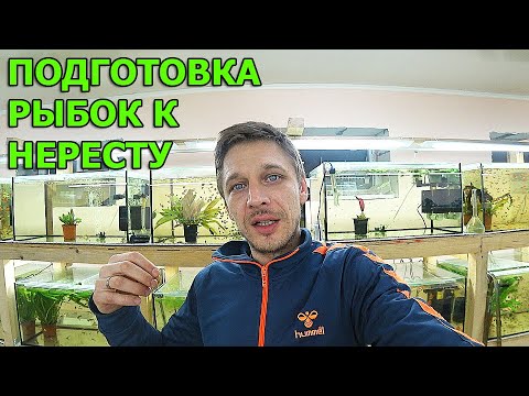 Видео: Как подготовить рыбок к нересту