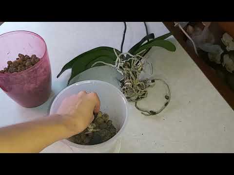 Видео: Пересадка орхидеи Golden Leopard с МАГНИТА, фитиль на мокрых пяточках, КЕРАМЗИТ