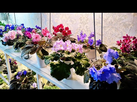 Видео: Обзор цветения фиалок. Ноябрь 2025