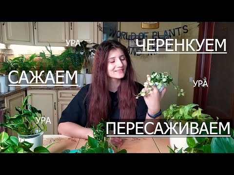 Видео: Черенкуем, сажаем и пересаживаем Ура! Это свершилось!