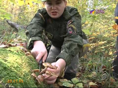 Видео: Какие грибы растут в Сочи, и как их собирать?