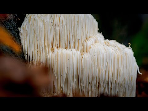 Видео: Ежовик гребенчатый / Lion's Mane / Львиная Грива. Лечебные грибы. Михаил Вишневский