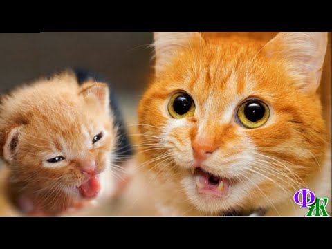 Видео: - Спасите моего малыша! Что же вы стоите? – отчаянно кричала кошка Апельсинка и металась по двору