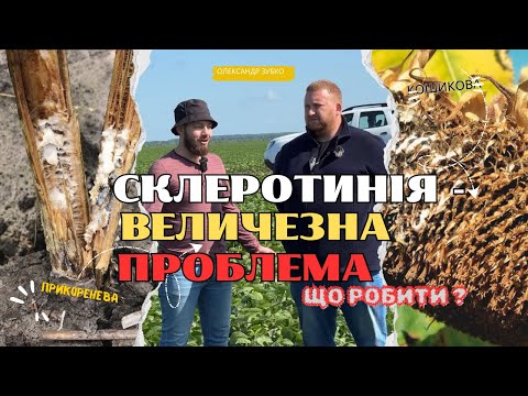 Видео: СКЛЕРОТИНІЯ: Тихий вбивця врожаю… Чи є спасіння ?