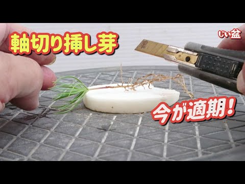 Видео: Попробуйте два разных типа почвы. [Черенки черной сосны] / Новичок / Как сделать бонсай