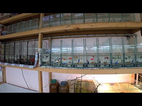 Видео: Рыбку на нерест