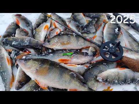 Видео: В ШОКЕ ОТ ТАКОГО КЛЕВА на этот балансир! Зимняя рыбалка на реке со льда в 2025