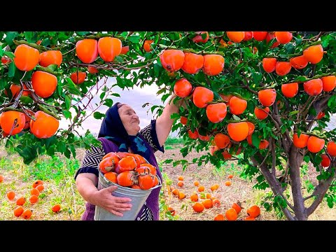Видео: Соберите Много Красной Хурмы и Высушите ее в Деревне!
