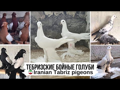 Видео: И всё-таки они Бойные! Тебризские голуби, Иран | Iranian Tabriz pigeons |  کبوترهای تبریز