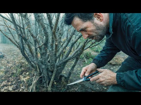 Видео: Як омолодити старі кущі смородини восени, щоб знову отримати відро великих і солодких ягід